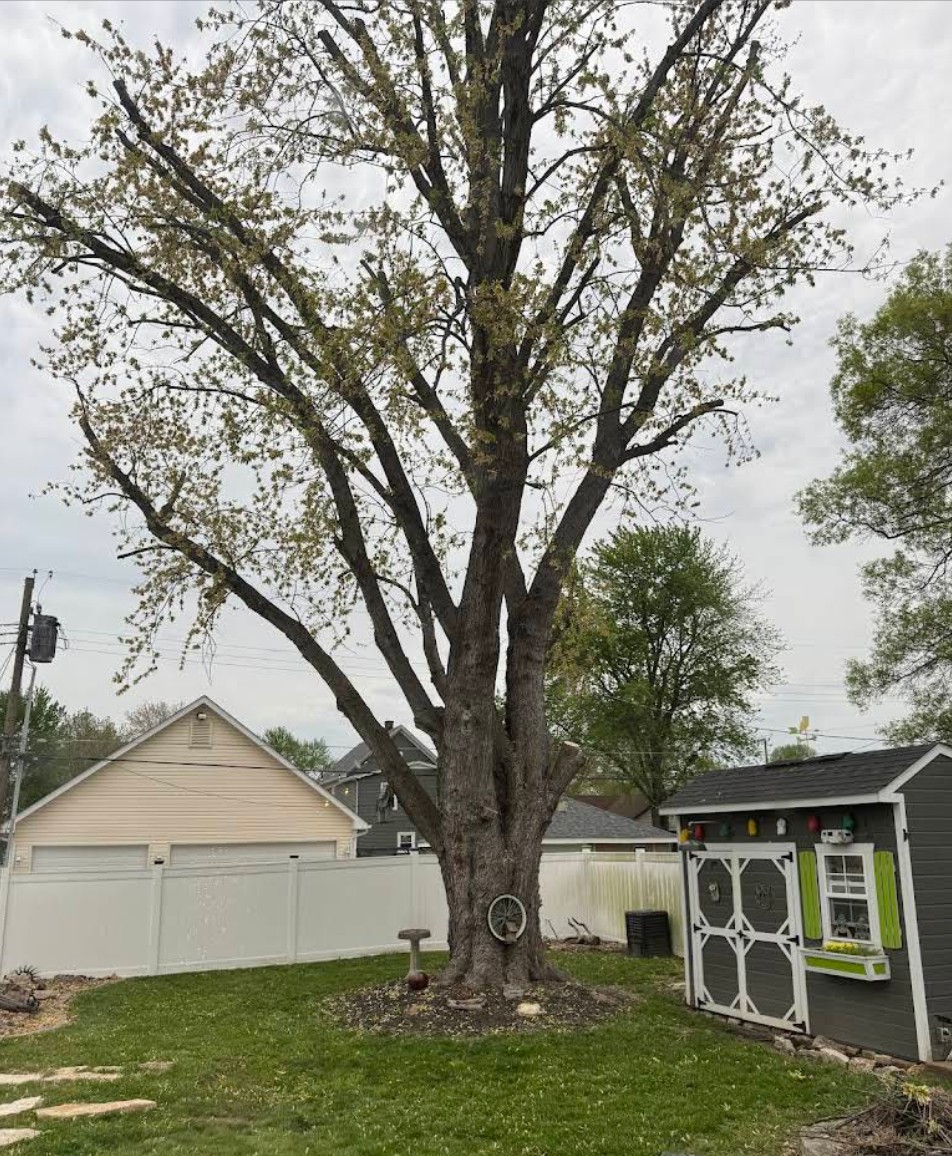 Tree pruning