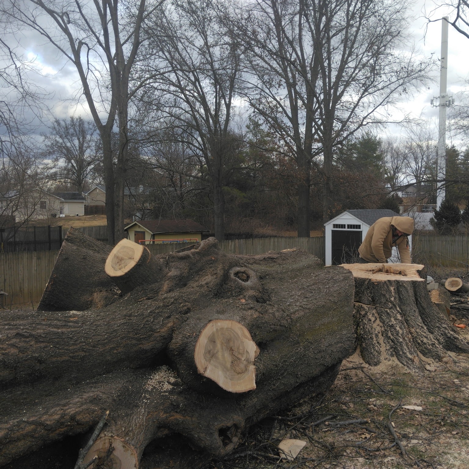 Tree removal project