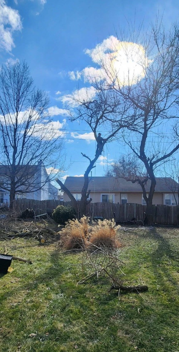 Professional tree removal