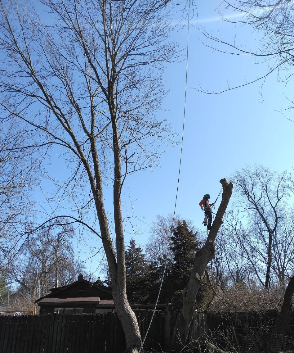 Tree removal complete