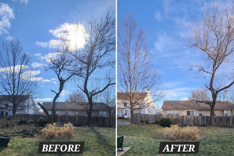 Before and after tree trimming for residential property