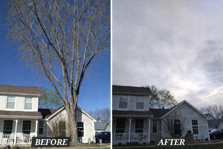 Before and after large tree removal